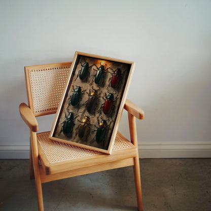 Beetle Specimen Art Nine Jewel Toned Insects in room