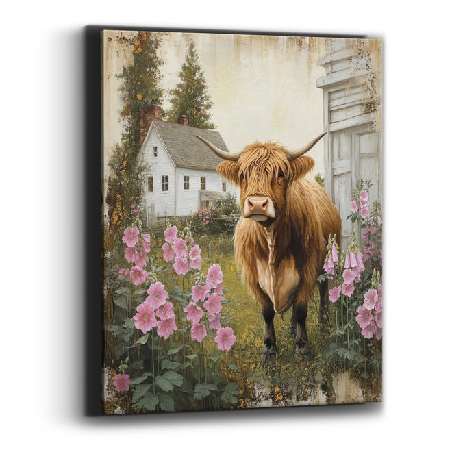 Highland Cow Beside Whitewashed Barn Hollyhocks Canvas Wall Art