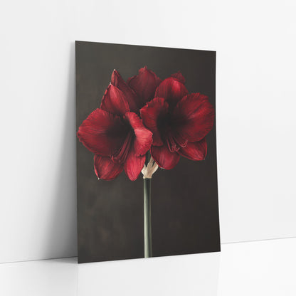 Charcoal Backdrop Amaryllis Stem Botanical art print leaning against a white wall – garnet red amaryllis blooms with dark