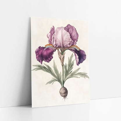 Plum Iris Root Botanical Study art print leaning against a white wall – vintage-style botanical drawing of a plum and lilac