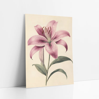 Speckled Pink Lily Botanical Study art print leaning against a white wall – antique-style botanical study of a speckled pink