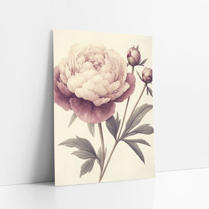 Blush Plum Peony Botanical Study art print leaning against a white wall – botanical study of a blush pink and plum peony