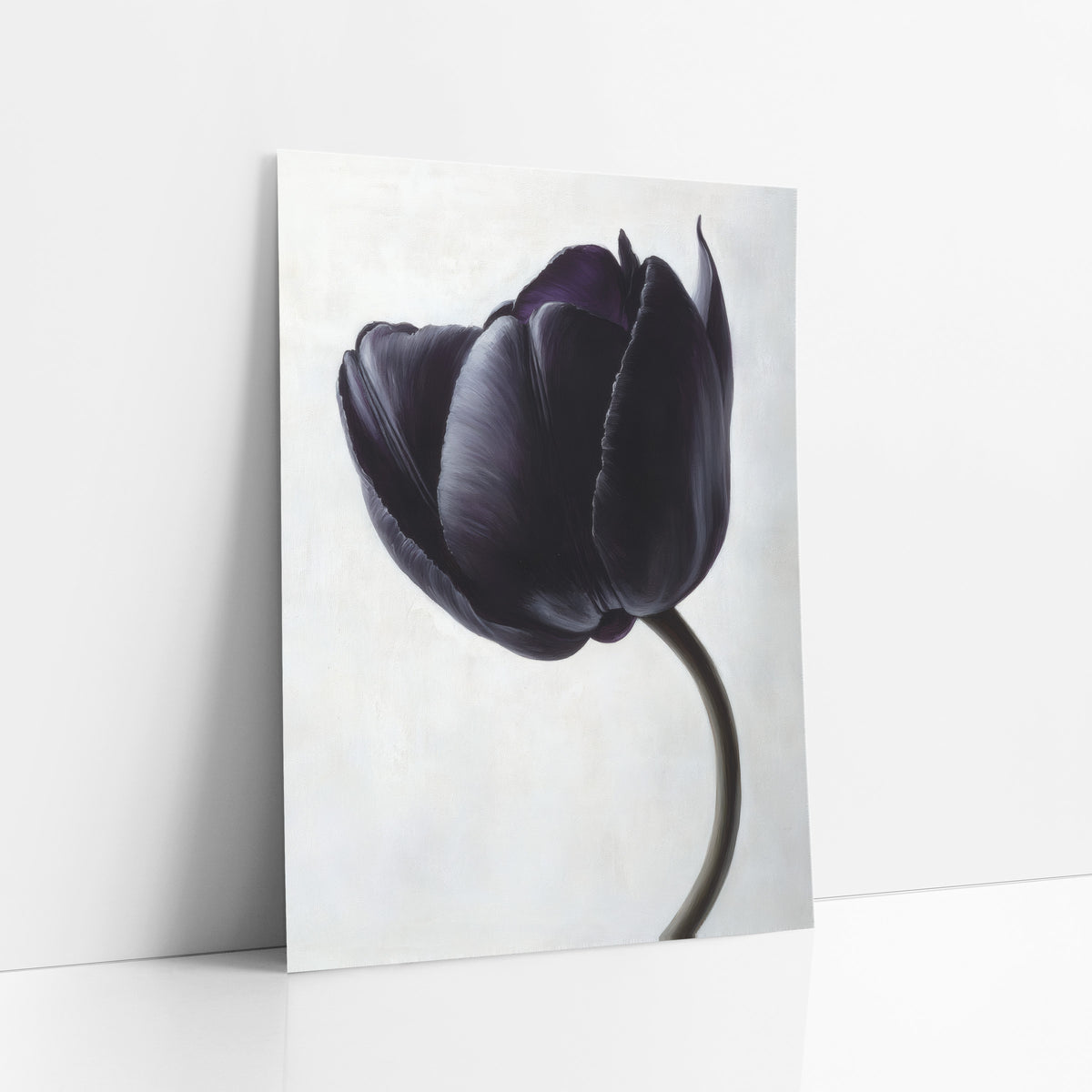 Ivory Backdrop Black Tulip Study art print leaning against a white wall – single black violet tulip with silvery highlights