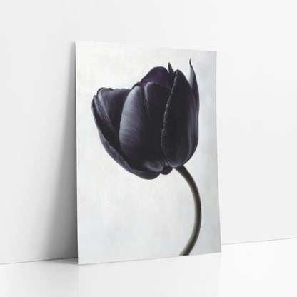 Ivory Backdrop Black Tulip Study art print leaning against a white wall – single black violet tulip with silvery highlights