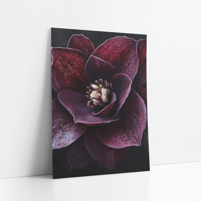 Veined Plum Hellebore Dramatic Dark art print leaning against a white wall – close view of a deep burgundy hellebore flower