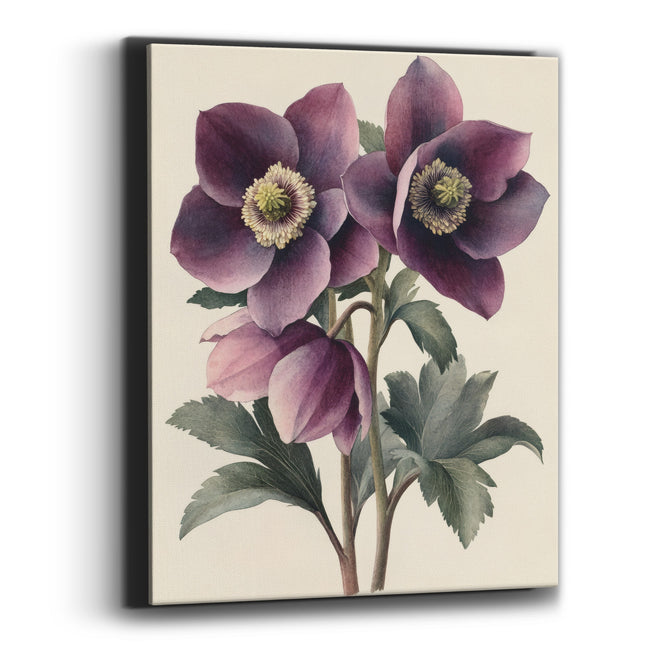 Twin Plum Hellebores Vintage Botanical Canvas Wall Art