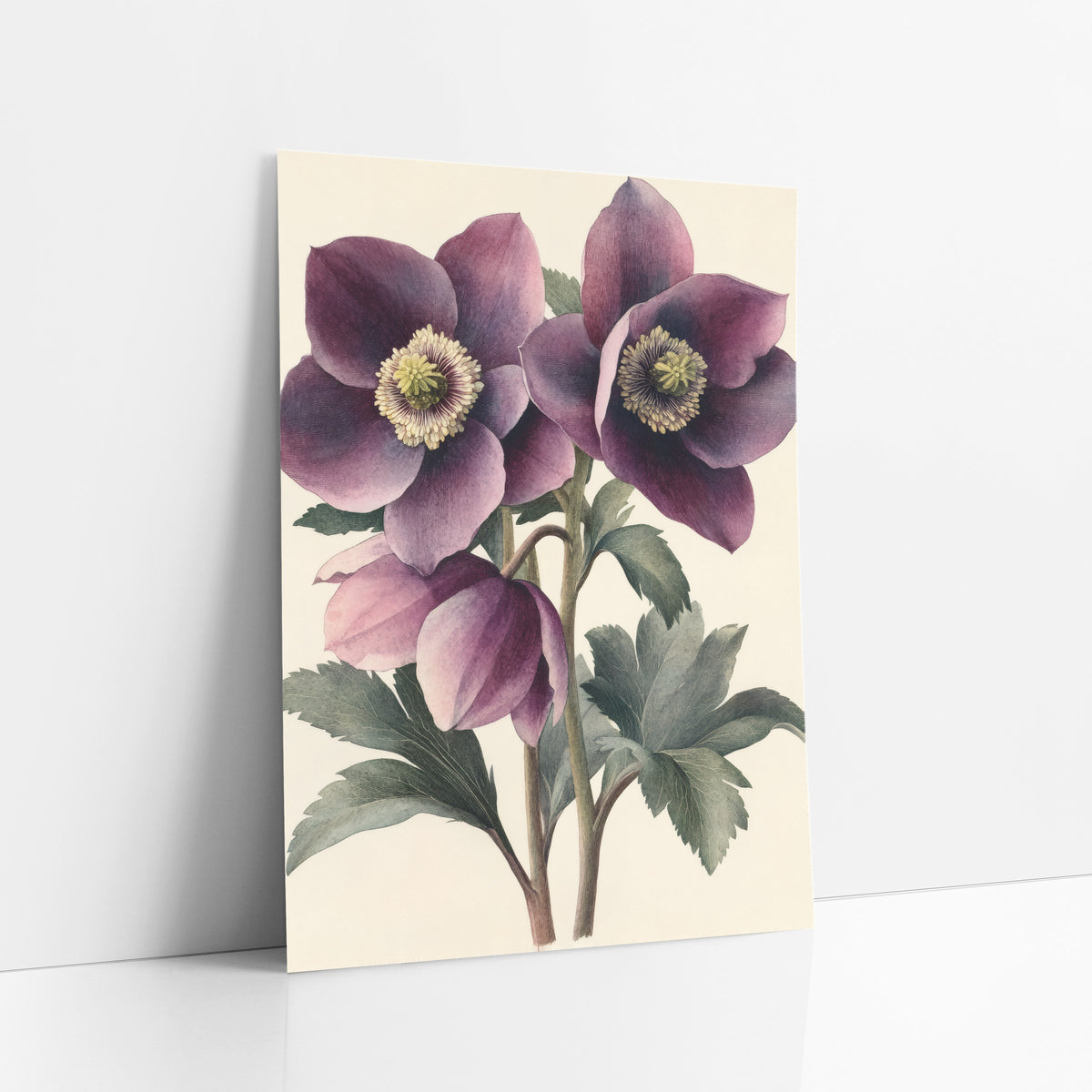 Twin Plum Hellebores Vintage Botanical art print leaning against a white wall – vintage botanical illustration of plum purple
