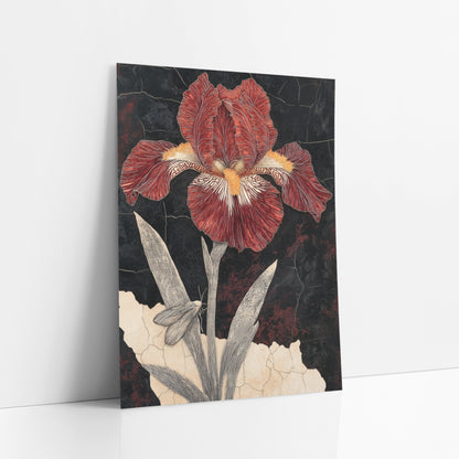 Crimson Bearded Iris Botanical Study art print leaning against a white wall – crimson bearded iris with yellow beard