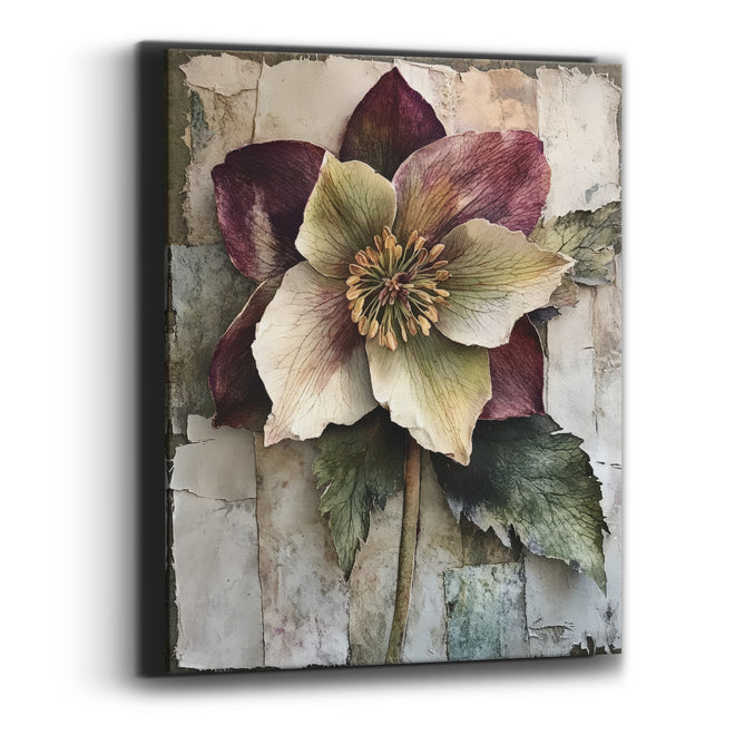 Plum Hellebore Bloom Classic Canvas Wall Art